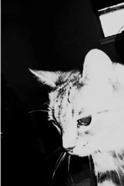 albacore by M. A. Nobrains