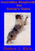 Australian Shepherds Pet Owner's Guide by Debra J. Rick