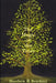 The Magic of the Trees by Matthew R. Brackley