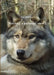 Wolves [ a personal view ] by Mark Dewolfreys