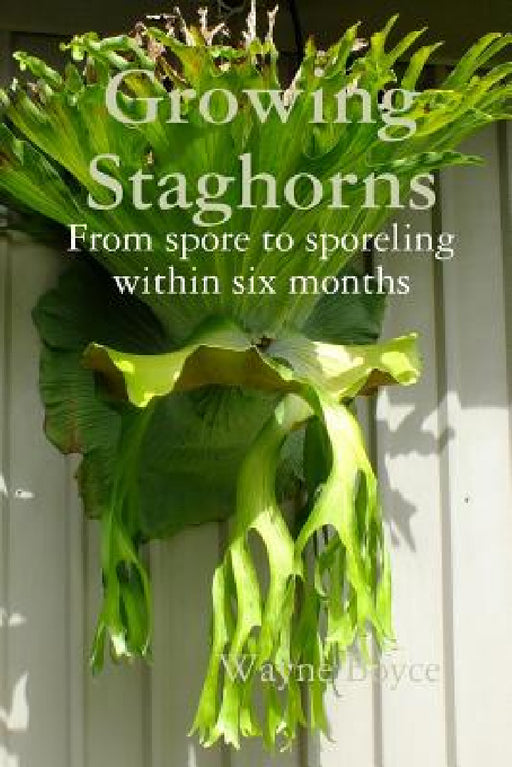 Growing Staghorns from Spore by Wayne Boyce