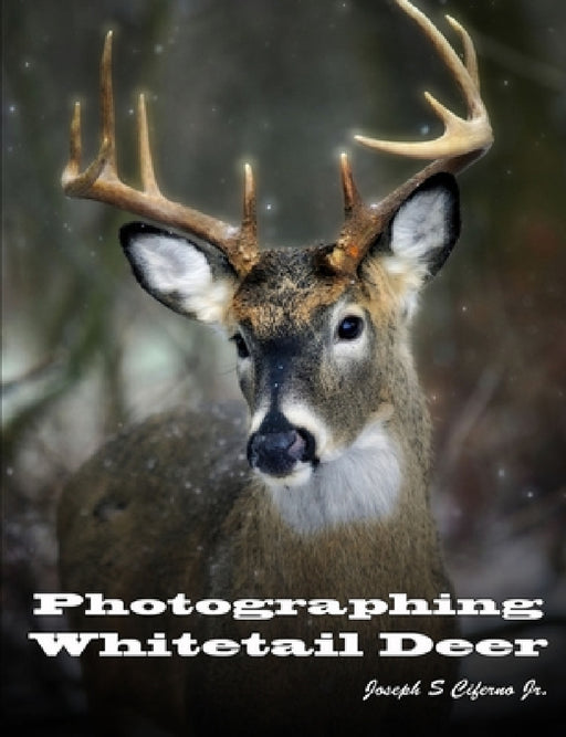Photographing Whitetail Deer by Jr. Ciferno Joseph