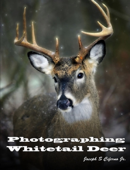 Photographing Whitetail Deer by Jr. Ciferno Joseph