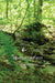 Moss and Fern by Dory Maguire