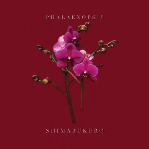 Phalaenopsis_shimabukuro by Wayne Shimabukuro