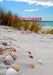 Beachcomber by S. a. Cozad