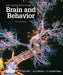 Introduction To Brain And Behavior by Kolb/Bryan