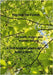 Beyond the Forest: Of Myth, Magic and Mother Nature by Birch, Juliette