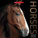 Horses by Scholastic