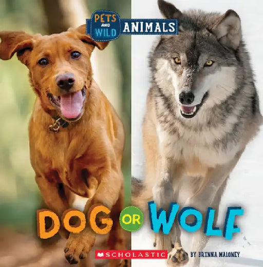 Dog or Wolf (Wild World: Pets and Wild Animals) by Brenna Maloney