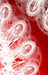 LETTERS TO MYSELF JOURNAL - White Lace on Red Metal: a 42-page journal with exquisite artwork on every page. by Judy Powell