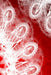LETTERS TO MYSELF JOURNAL - White Lace on Red Metal: a 42-page journal with exquisite artwork on every page. by Judy Powell