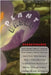 Plant-Based Perseverance: The Concrete Crocus Kingdom by Dandy, Jib