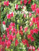 Love Devotions by Amanda J. Sullivan