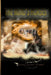 The Wind's Horses by Susan Joyner-Stumpf