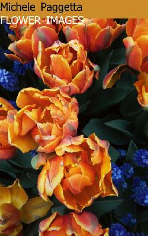Flower Images by Michele Paggetta