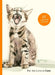 For the Love of Cats: 25 Postcards by Ana Sampson