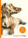 For the Love of Dogs: 25 Postcards by Ana Sampson