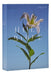 NRSV Catholic Edition Bible, Easter Lily Paperback (Global Cover Series): Holy Bible by Catholic Bible Press