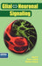 Glial ⇔ Neuronal Signaling by Glenn I. Hatton