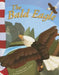The Bald Eagle by Norman Pearl