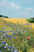 The Smallholder's Encyclopaedia for Self-Sufficiency by Walter Brett