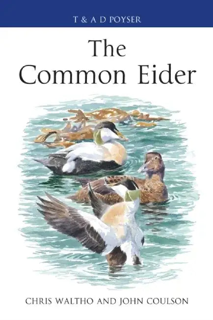The Common Eider by Chris Waltho
