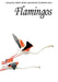 Flamingos by Janet Kear