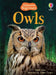 Owls by Antoine Gaubil