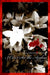 I Can't See the Azaleas: Violence Against Women and Children by Dianna Cook Thomas