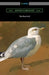 The Sea-Gull by Anton Chekhov