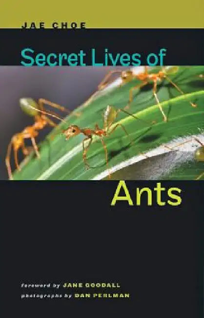 Secret Lives of Ants by Jae Choe
