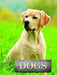 Dogs by Marcus Schneck