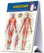 Anatomy Easel Book: A Quickstudy Reference Tool by Vincent Perez