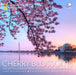 Cherry Blossoms: The Official Book of the National Cherry Blossom Festival by Ann McClellan