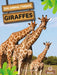Giraffes by Amy Culliford