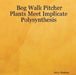 Bog Walk Pitcher Plants Meet Implicate Polysynthesis by Jerry Madson