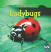 Incredible Ladybugs by Susan Ashley