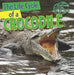 The Life Cycle of a Crocodile by Barbara M. Linde