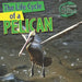 The Life Cycle of a Pelican by Anna Kingston