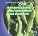 Watch Peas Grow / ¡Mira Cómo Crecen Los Guisantes! by Therese M. Shea