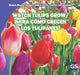 Watch Tulips Grow / ¡Mira Cómo Crecen Los Tulipanes! by Kristen Rajczak Nelson
