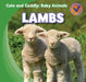 Lambs by Katie Kawa