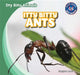 Itty Bitty Ants by Jasper Baer