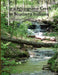 Up A Springtime Creek In Southern Indiana by Barb Wood