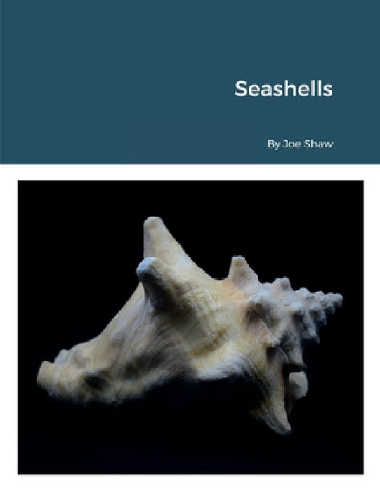 Seashells by Joe Shaw