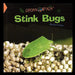 Stink Bugs by Jonathan Kravetz