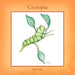 Cecropia by Mary Parks