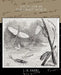 Social Life in the Insect World by J. H. Fabre
