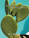 Luther Burbank Spineless Cactus Identification Project by Roy Wiersma